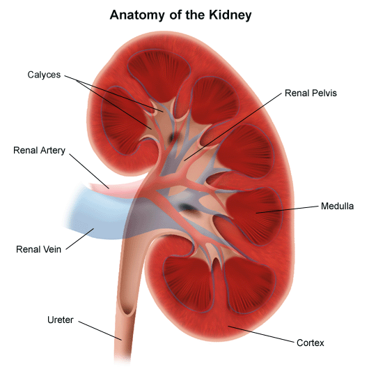 Kidney: How to care of your kidney