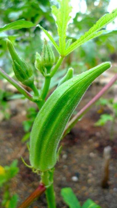 Lady Finger Cure For Diabetes