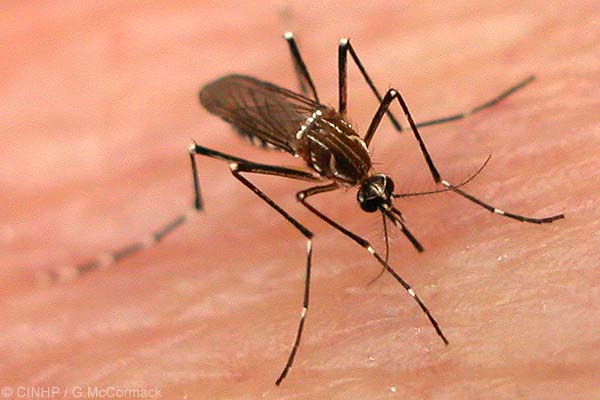 Home Remedies for Chikungunya