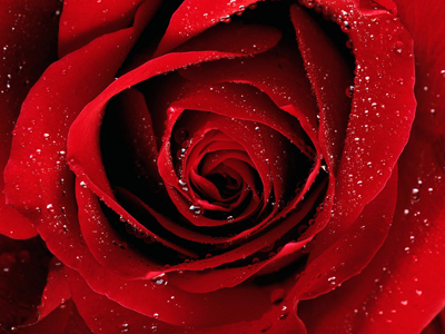 Rose symbol of Love - Gujarati Poem